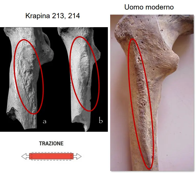 UNIVERSITA'/ANTROPOLOGIA/Lezioni/image-4.webp|400