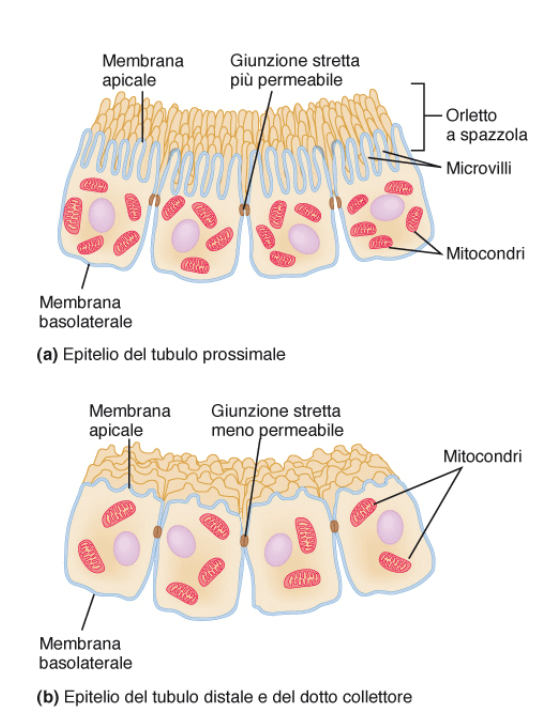 image-52.png